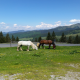 Horses in Bucovina